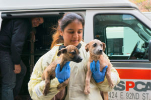 1. A group of homeless dogs from St. Croix arrive at the ASPCA Adoption Center in NYC. (ASPCA photo)