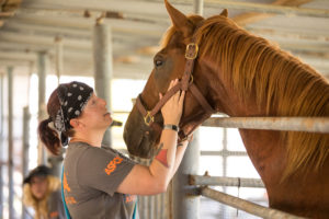 A horse displaced by Hurricane Maria receives care by ASPCA responder at the ASPCA’s emergency shelter in St. Croix. (ASPCA photo)