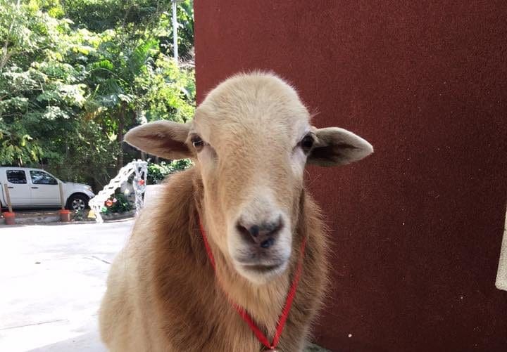 Have You Seen Humphrey the Sheep?