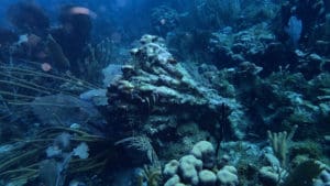 Coral lies toppled y the power of Hurricanes Irma and Maria. (Photo by Jeff Miller)