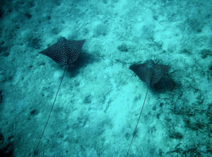A pair of eagle rays. (Photo by Caroline Rogers)