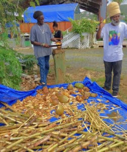 Sugar cane and coconuts on sale at the Sunday market.