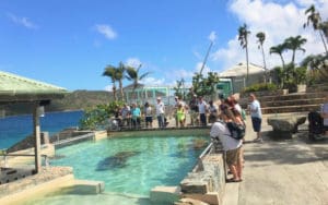 Turtles have a temporary home in what was the shark pool at Coral World. (Submitted photo)