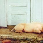 Pig that lost its way in Hurricane Marilyn