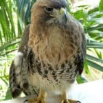 Hawk keeps artists company