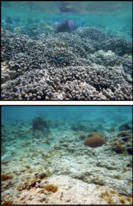 ABOVE: Before the storm finger coral thrive. BELOW: After Hurricanes Irma and Maria scoured the sea floor. (Photos by Caroline Rogers)