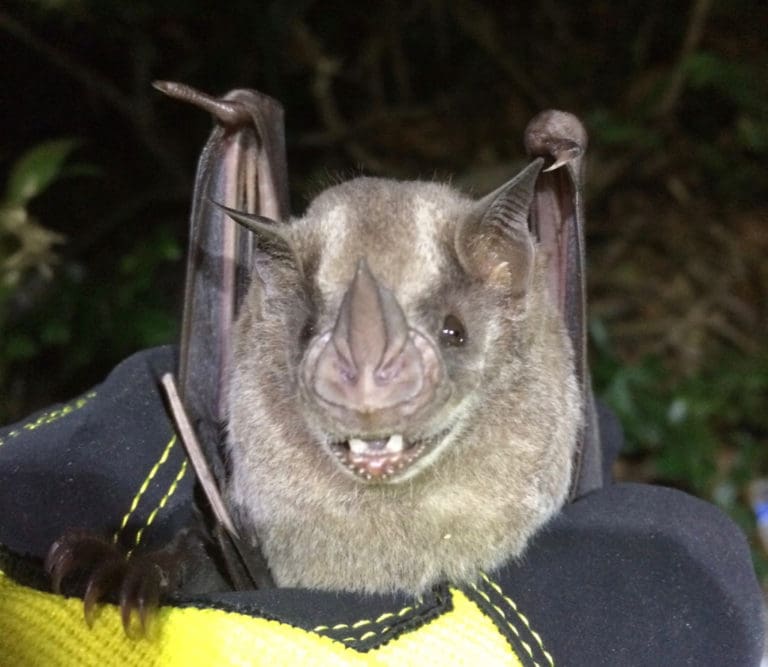 This Jamaican fruit bat (Artibeus jamaicensis) was spotted last week on St. Thomas – the first known sighting of a fruit bat on the island since the September hurricanes.