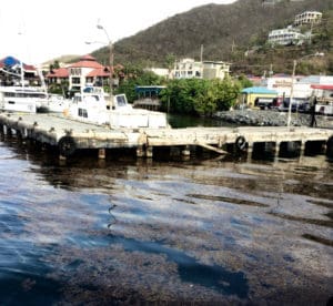 Sargassum floats near the Red Hook ferry dock. (Kelsey Nowakowski photo)