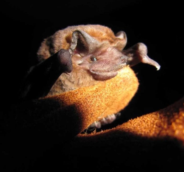 Homeowners Urged to Seek Help for Bat Removal; Protection of Mastiff Bats Is Imperative
