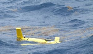 An Ocean Glider encounters Sargassum in local waters.