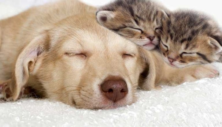 Humane Society of St. Thomas Hires New Director of Operations