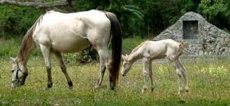 A mare and foal graze on St. Croix. (Source file photo)