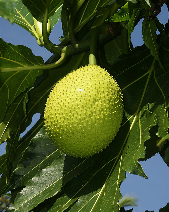 Originally from the South Pacific, breadfruit is ubiquitous in the tropics around the world. (Photo from Wikipedia)