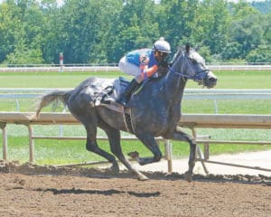 St. Croix-born jockey Euclyn “Pede” Prentice Jr. rides Toll Guard at Belterra July 7, recording his 200th victory. (Photo by Ricky Plaskett)