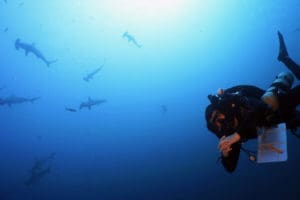  Brandtneris dives to 170 feet near Wolf Island in the Galapagos while hammerhead sharks swim above. (Photo by Tyler B. Smith)