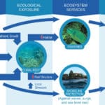 climate change impacts on coral
