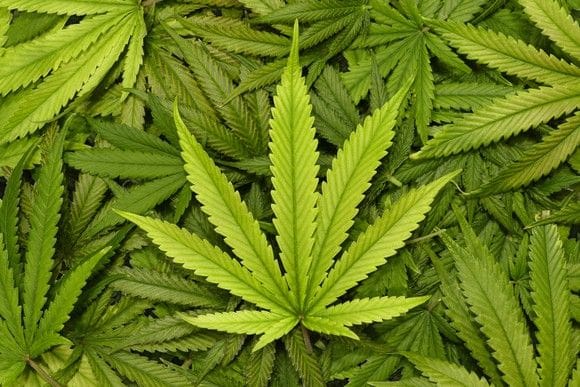 St. Thomas Man Pleads Guilty to Conspiring to Bring Marijuana Through STX Airport