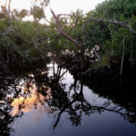 Magens Mangrove Sunset
