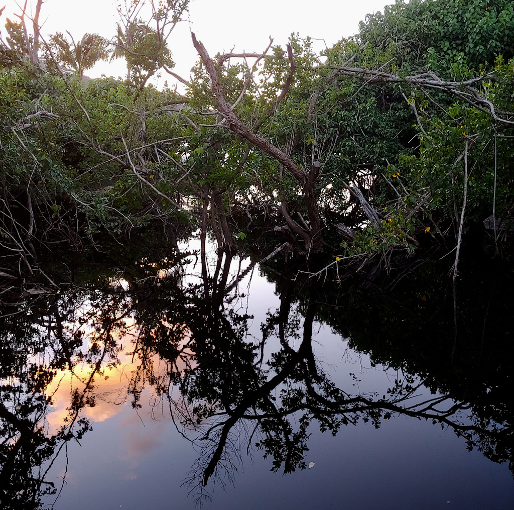 Magens Bay mangroves at sunset.