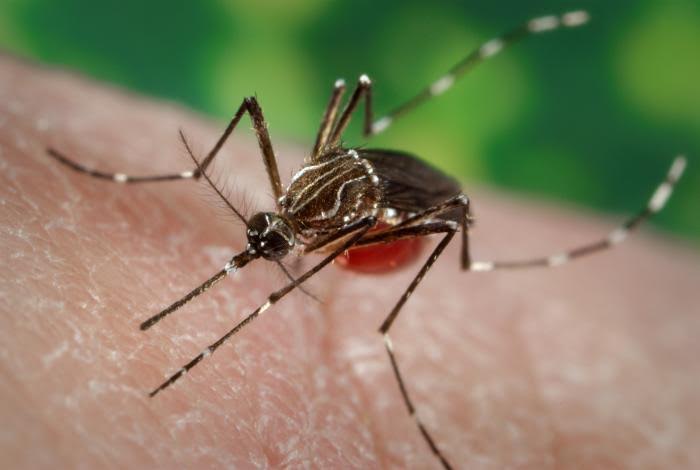 Trial Shows Bacteria Swat Down Dengue Virus in Mosquitos