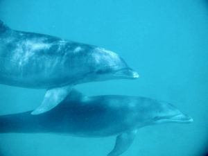 An adult and juvenile Atlantic Bottlenose Dolphin in Brewers Bay, St. Thomas. (Submitted photo)