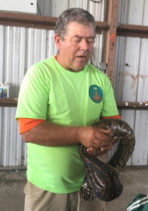 William Coles displays a five-foot long red tail boa he caught on St Croix. (Susan Ellis photo)