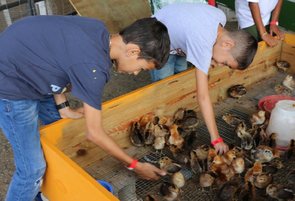Y’zell Bengoa, left, and Dominic Cole pet baby chicks in the 4H Petting Zoo. (Linda Morland photo)