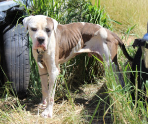 After weeks of care at the St. Croix Animal Welfare Center, this dog was nursed back to health and adopted. (VIPD photo)