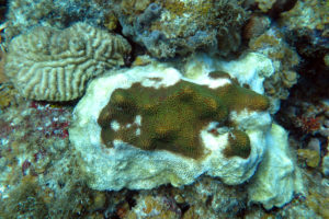 A maze coral that has already died sits next to a diseased boulder star coral. Photo by Marilyn Brandt