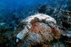 A large brain coral displays classic effects of Stony Coral Tissue Loss Disease.