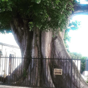 The Frederiksted kapok tree.