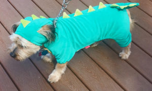 Augie appears to be a very rare breed, perhaps a terriersaurus, during the Krewe de Croix dog parade. (Elisa McKay photo)