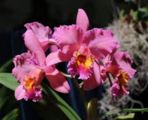 Close Up of the Best Cattleya Alliance flower by Exhibitor Maria Friday. (Linda Morland photo)