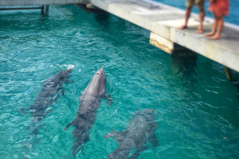 CZM Approves Increase in Dolphin Numbers at Coral World