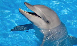 File photo shows an Atantic bottlenose dolphin. Four of these marine mammals, born in captivity, arrived Wednesday at Coral World on St. Thomas. (File photo)