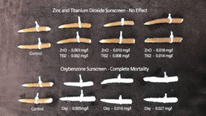 A still from the film 'Reef at Risk' shows damage from chemical sunscreens. 