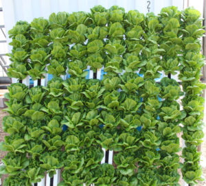 Plants grow in vertical towers, with natural nutrients trickling down through the tower. (Photo courtesy of FarmPod)