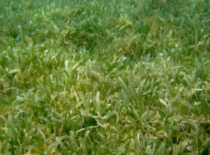 Invasive seagrass (Contributed photo)