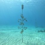 A traditional coral tree grows staghorn coral in the Cane Bay nursery. (Photo provided by Dr. Ashlee Lillis)