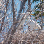 Bird in mangrove