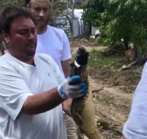 Environmental specialist Gerald Greaux captures a caiman on the eastern side of St. Thomas. (DPNR photo)