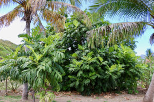 It takes at least three years for a breadfruit tree to begin to bear fruit. This large tree, flanked by a smaller one and palms, is more than ready. (Linda Morland photo)