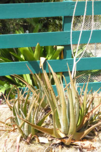 Aloe plants require far less water than crops, but nevertheless are losing the drought battle. (sap photo)