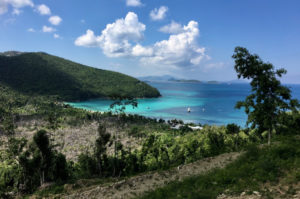 First growth along mangroves near Leinster Bay.