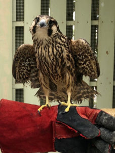 The injured peregrine falcon flaps its truncated wings at Coral World. (Photo submitted by Coral World.