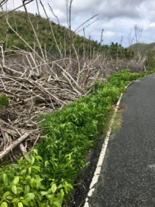 First growth along mangroves near Leinster Bay.