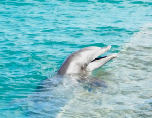 Liko, one of four Atlantic Coast Bottlenosed dolphins who took up residence in Coral Bay in February, flashes his million dollar smile. (sap photo)