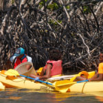 mangrove kayak