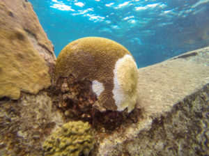 Brain coral with SCTLD on Feb. 2. (Photo by Joseph Townsend)