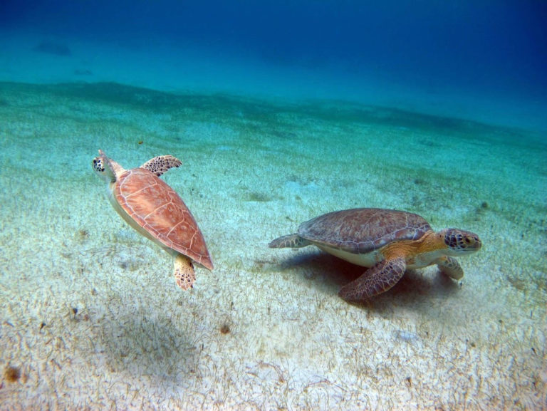 Park Service Seeking a Buck Island Sea Turtle Research Intern